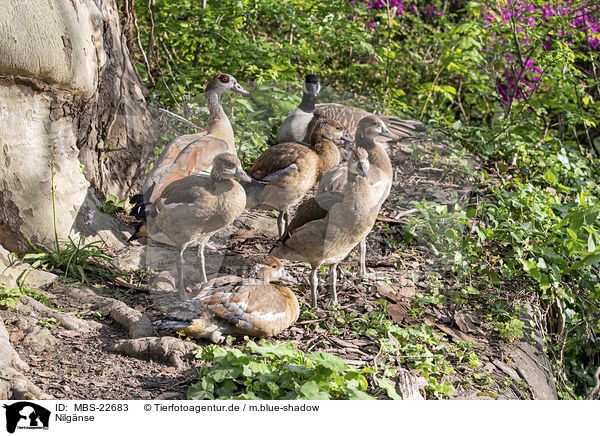Nilgnse / Egyptian Geese / MBS-22683