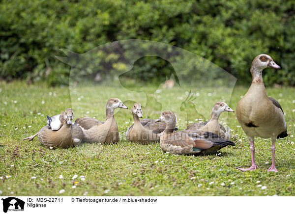 Nilgnse / Egyptian Geese / MBS-22711