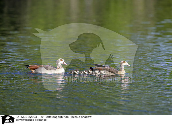 schwimmende Nilgnse / swimming Egyptian Geese / MBS-22893