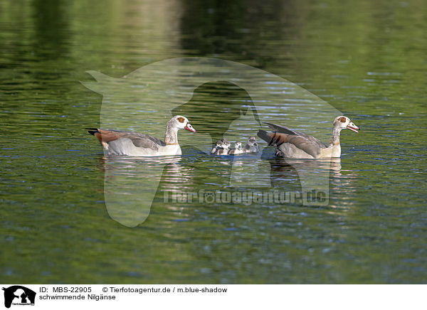 schwimmende Nilgnse / swimming Egyptian Geese / MBS-22905