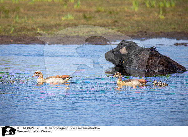 Wasserbffel im Wasser / Water buffalo in the water / MBS-24078