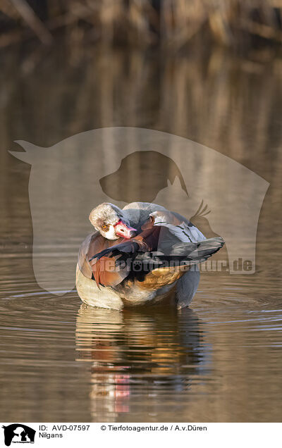 Nilgans / Egyptian goose / AVD-07597