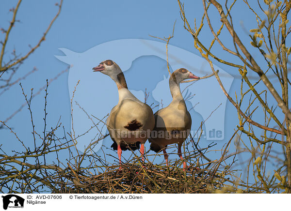 Nilgnse / Egyptian geese / AVD-07606