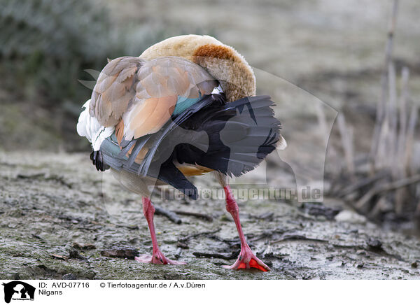 Nilgans / Egyptian goose / AVD-07716