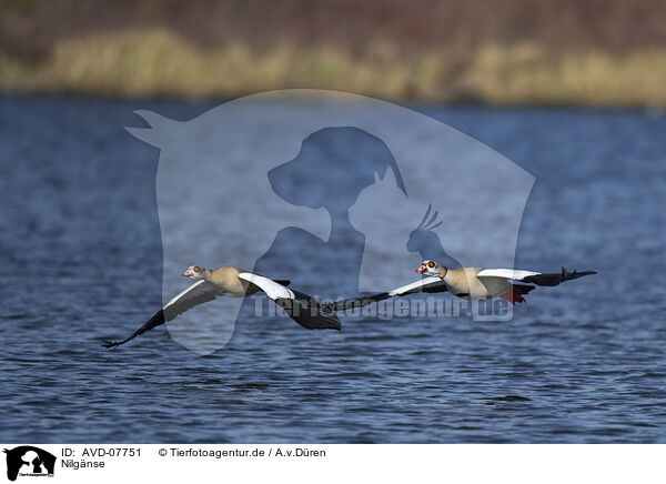 Nilgnse / Egyptian geese / AVD-07751