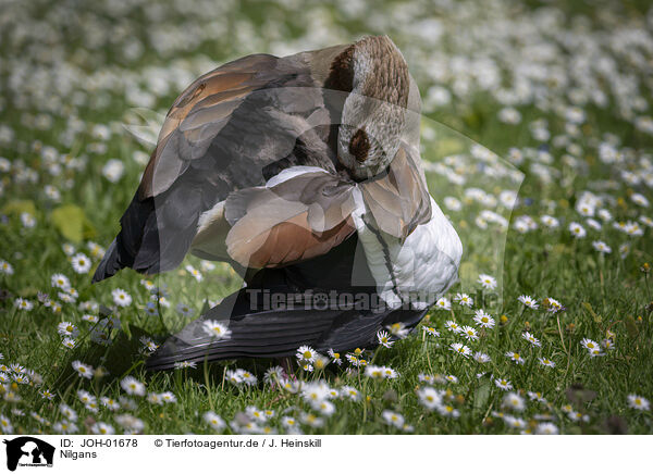 Nilgans / Egyptian goose / JOH-01678