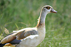 Nilgans