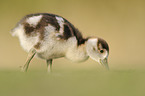 Nilgans