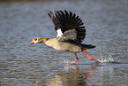 Nilgans