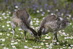 Nilgans