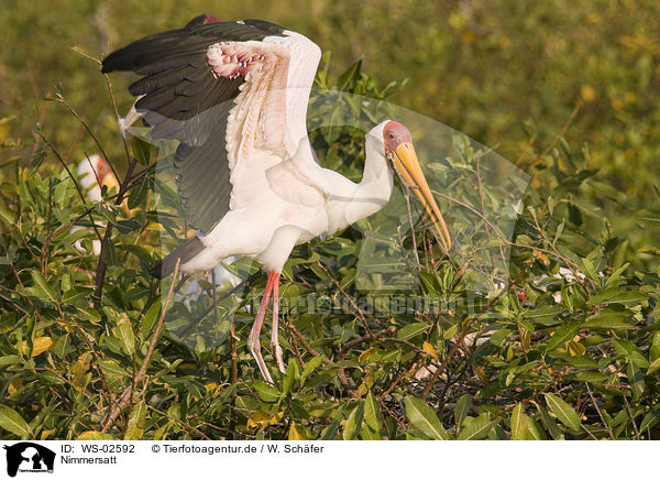 Nimmersatt / yellow-billed stork / WS-02592