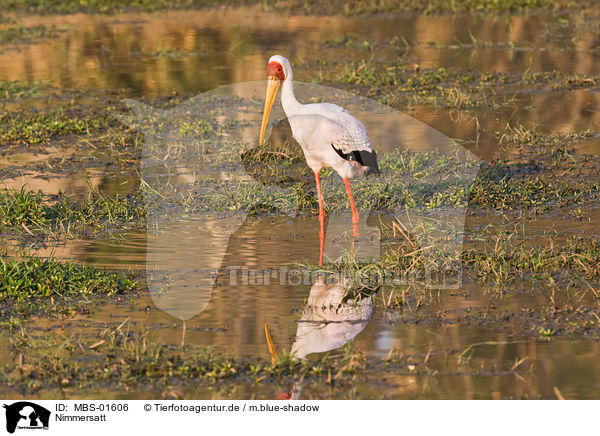 Nimmersatt / yellow-billed stork / MBS-01606