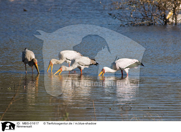 Nimmersatt / yellow-billed stork / MBS-01617