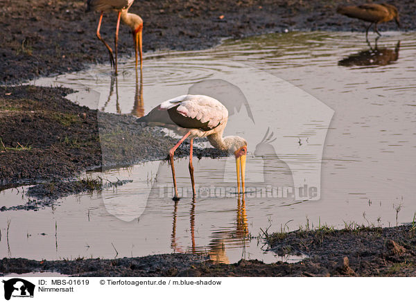 Nimmersatt / yellow-billed stork / MBS-01619