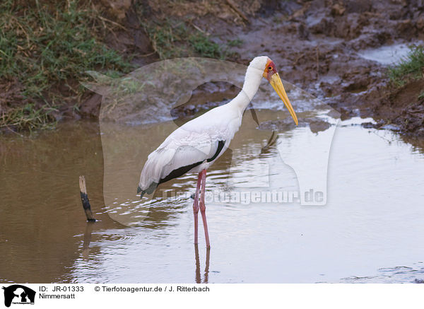 Nimmersatt / yellow-billed stork / JR-01333