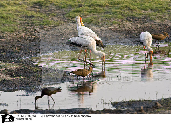 Nimmersatte / yellow-billed storks / MBS-02866