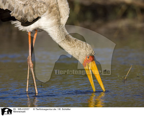 Nimmersatt / yellow-billed stork / WS-03557