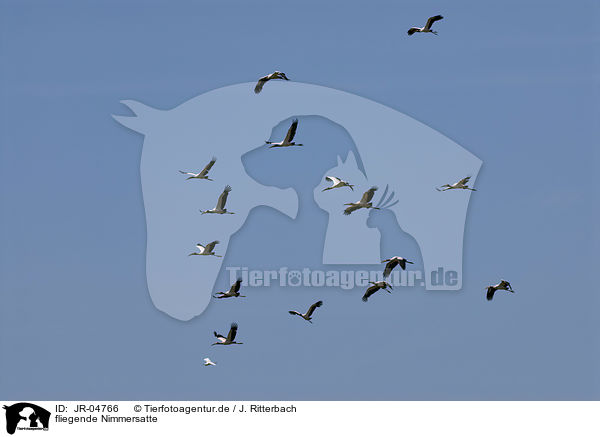 fliegende Nimmersatte / flying Yellow-billed Storks / JR-04766
