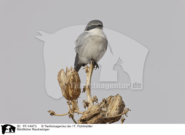 Nrdlicher Raubwrger / great grey shrike / FF-14973