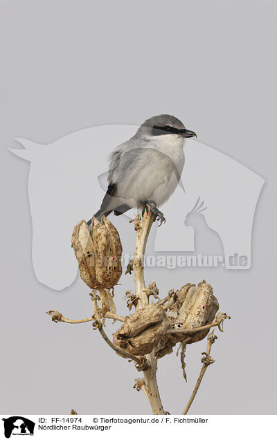 Nrdlicher Raubwrger / great grey shrike / FF-14974