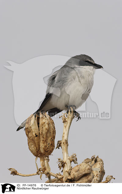 Nrdlicher Raubwrger / great grey shrike / FF-14976