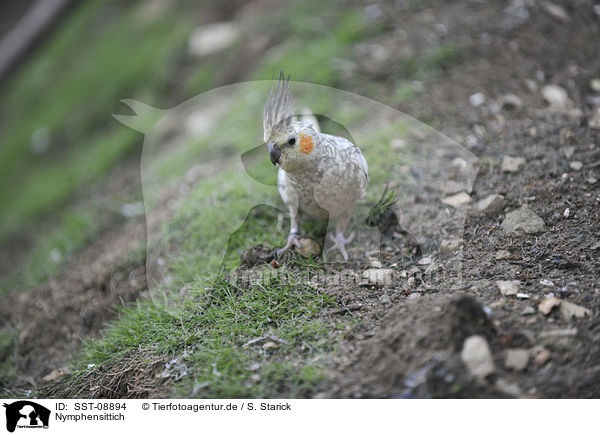 Nymphensittich / cockatiel / SST-08894