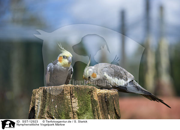 Nymphensittiche Vogelpark Marlow / cockatiels Bird Park Marlow / SST-12923