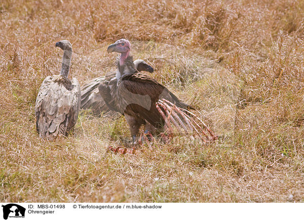 Ohrengeier / Nubian vulture / MBS-01498