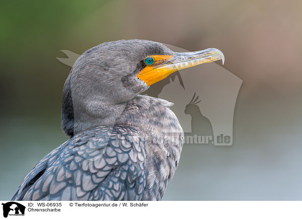 Ohrenscharbe / double-crested cormorant / WS-06935