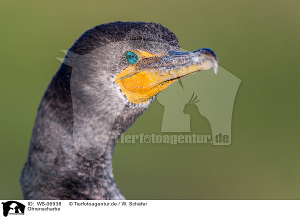 Ohrenscharbe / double-crested cormorant / WS-06938