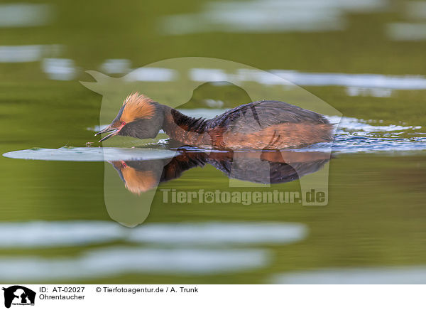 Ohrentaucher / horned grebe / AT-02027