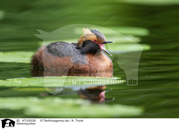 Ohrentaucher / horned grebe / AT-02028