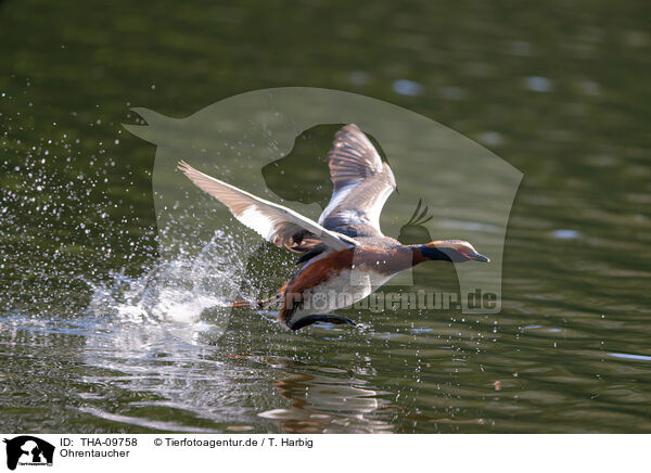 Ohrentaucher / horned grebe / THA-09758