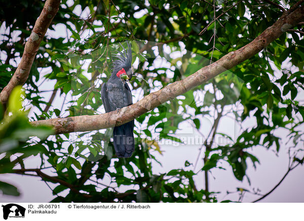 Palmkakadu / JR-06791