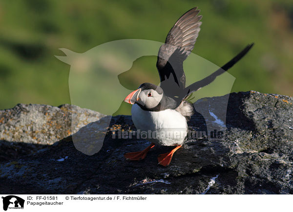 Papageitaucher / Atlantic puffin / FF-01581