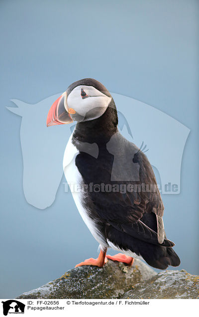 Papageitaucher / Atlantic puffin / FF-02656