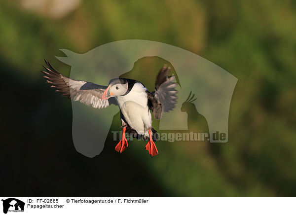 Papageitaucher / Atlantic puffin / FF-02665