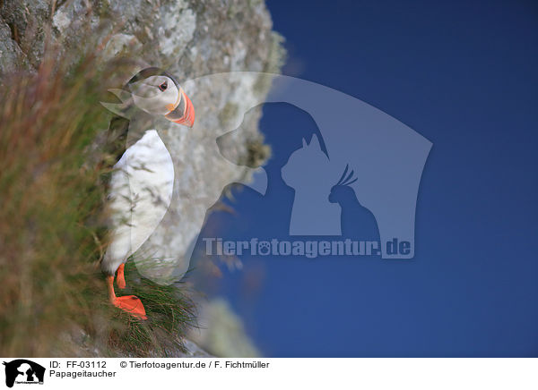 Papageitaucher / Atlantic puffin / FF-03112