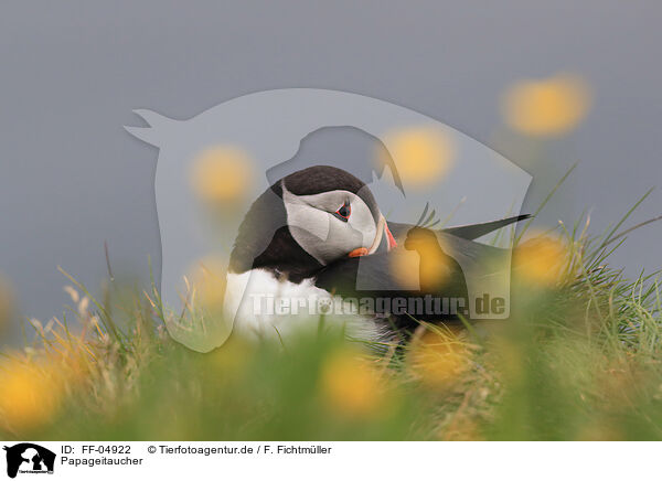 Papageitaucher / Atlantic puffin / FF-04922