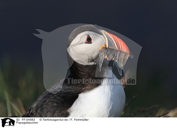 Papageitaucher / Atlantic puffin / FF-04983