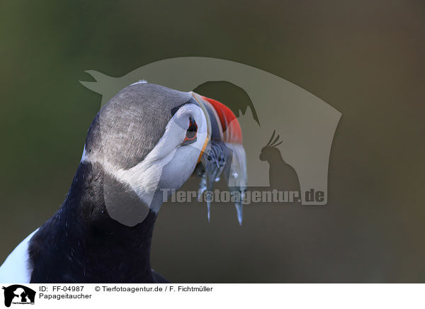 Papageitaucher / Atlantic puffin / FF-04987