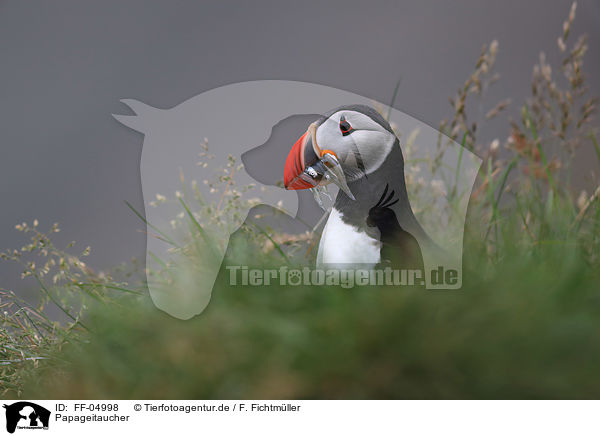 Papageitaucher / Atlantic puffin / FF-04998