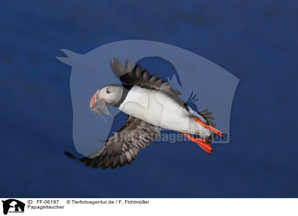 Papageitaucher / Atlantic puffin / FF-06197