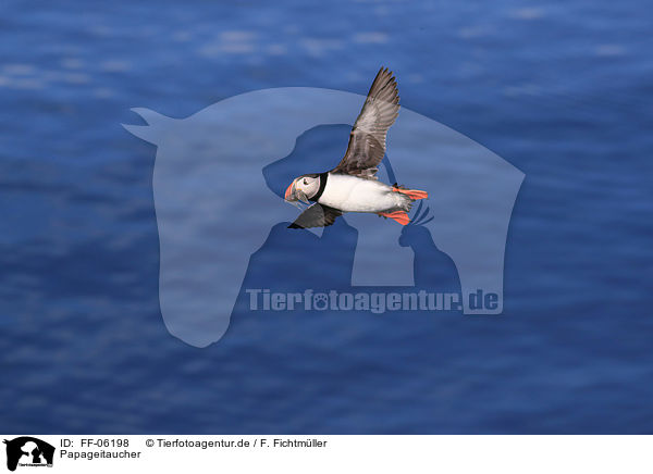 Papageitaucher / Atlantic puffin / FF-06198