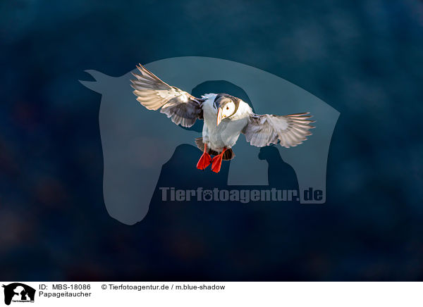 Papageitaucher / Atlantic puffin / MBS-18086