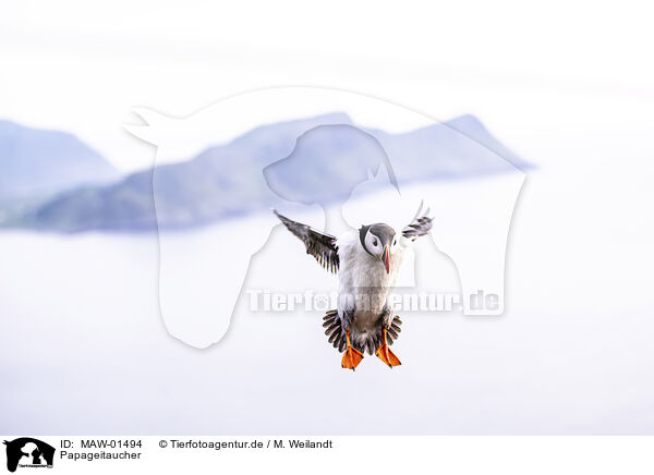 Papageitaucher / Atlantic puffin / MAW-01494