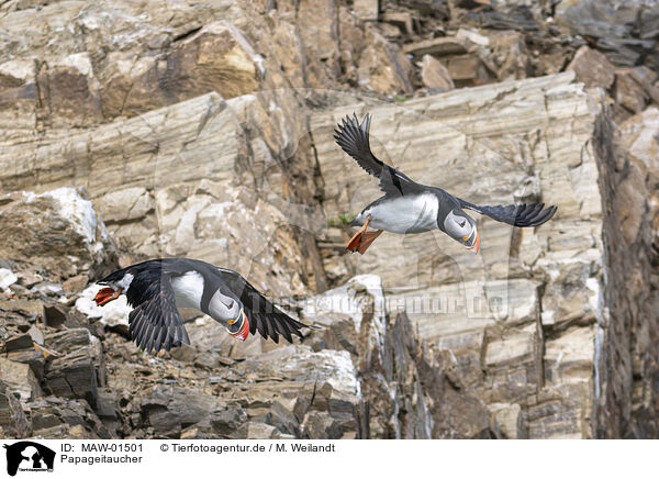 Papageitaucher / Atlantic puffin / MAW-01501