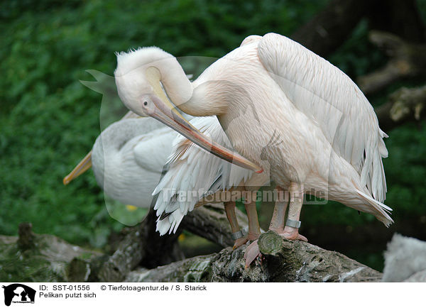 Pelikan putzt sich / cleaning pelican / SST-01556