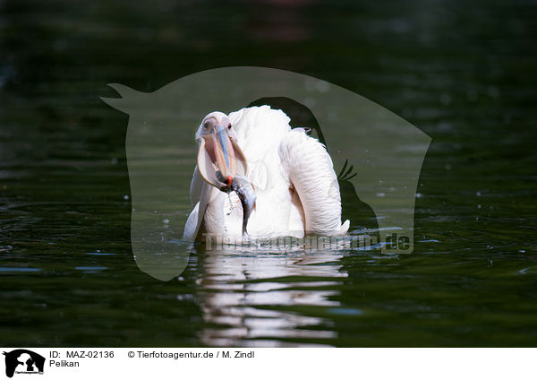 Pelikan / pelican / MAZ-02136