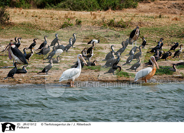 Pelikane / pelicans / JR-01912